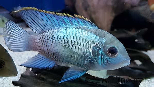 Electric Blue Acara Cichlid Andinoacara Pulcher 5cm - Real Aquatics