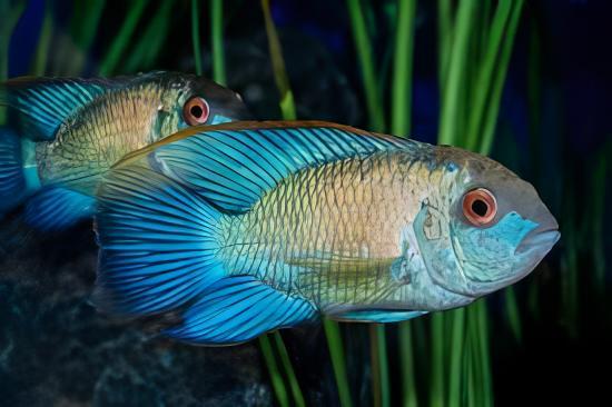 Electric Blue Acara Cichlid Andinoacara Pulcher 5cm - Real Aquatics