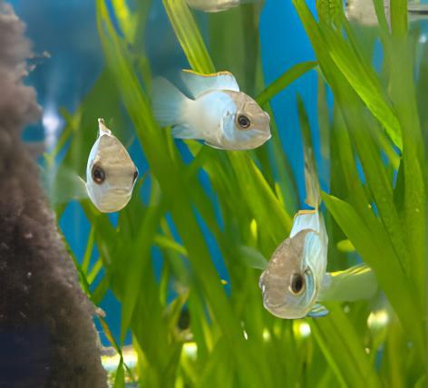 Electric Blue Acara Cichlid Andinoacara Pulcher 5cm - Real Aquatics