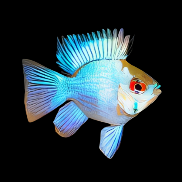 Electric Blue Balloon Ram Mikrogeophagus Ramirezi 4cm - Real Aquatics