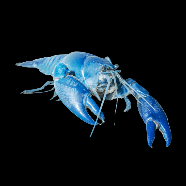 Electric Blue Crayfish Cherax Quadricarinatus 5cm - Real Aquatics