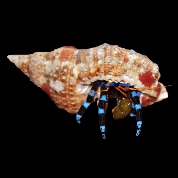 Electric Blue Hermit Soccer Crab Calcinus Elegans - Real Aquatics