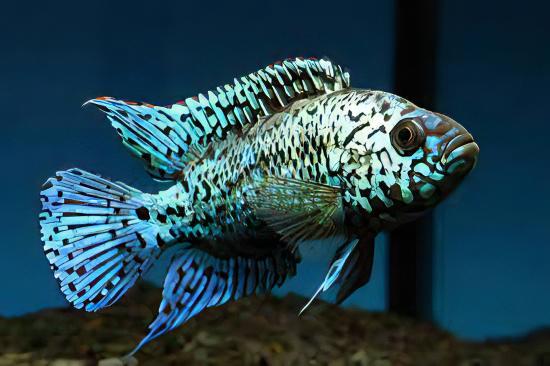 Cichlasoma Octofasciatus Electric Blue Jack Dempsey Cichlid 3cm - Real Aquatics
