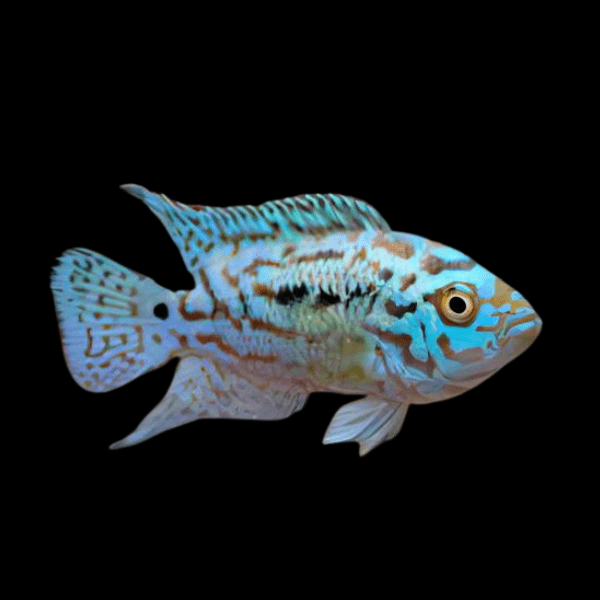 Cichlasoma Octofasciatus Electric Blue Jack Dempsey Cichlid 3cm - Real Aquatics