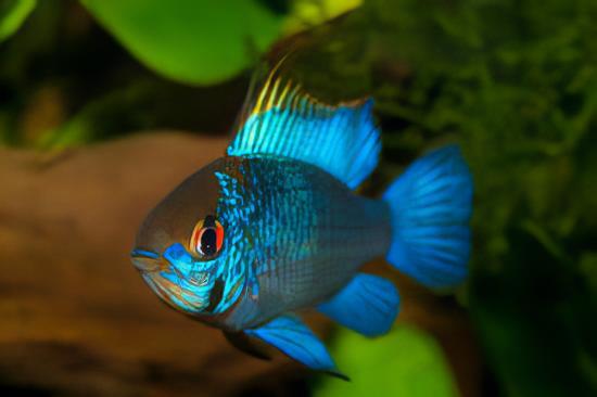 Electric Blue Ram Mikrogeophagus Ramirezi 3cm - Real Aquatics