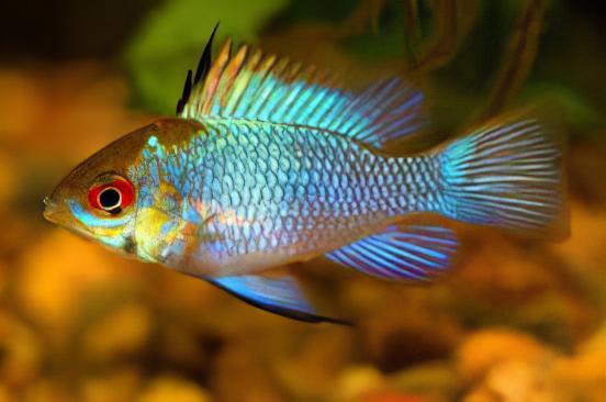 Electric Blue Ram Mikrogeophagus Ramirezi 3cm - Real Aquatics
