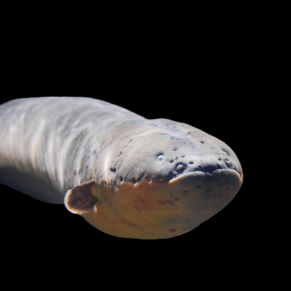 Electric Eel Electrophorus Electricus 15cm - Real Aquatics