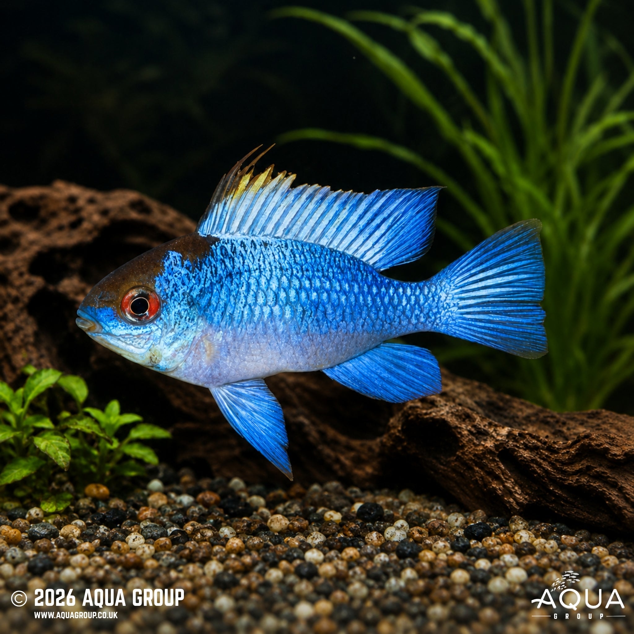 Electric Blue Ram (Mikrogeophagus ramirezi)
