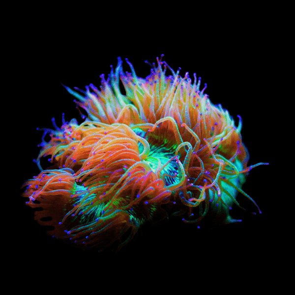 Elegance Strawberry Tip Hard Coral Catalaphyllia Jardinei - Real Aquatics