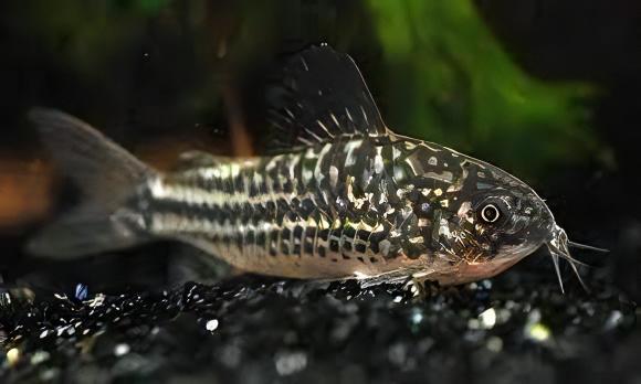 Elegant Corydoras Elegans 3cm Catfish - Real Aquatics