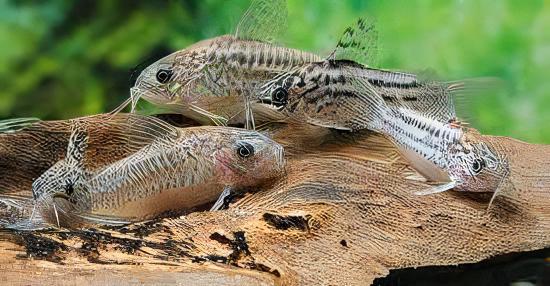 Elegant Corydoras Elegans 3cm Catfish - Real Aquatics