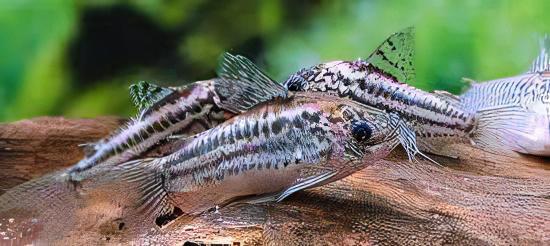 Elegant Corydoras Elegans 3cm Catfish - Real Aquatics