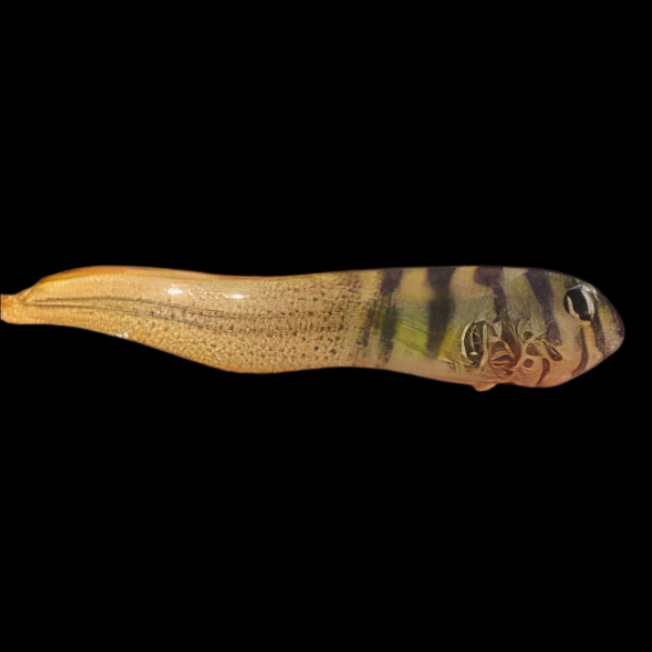 Elegant Blenny Omobranchus Elegans - Real Aquatics