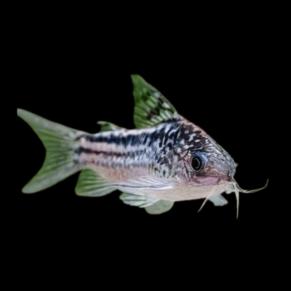 Elegant Corydoras Elegans 3cm Catfish - Real Aquatics