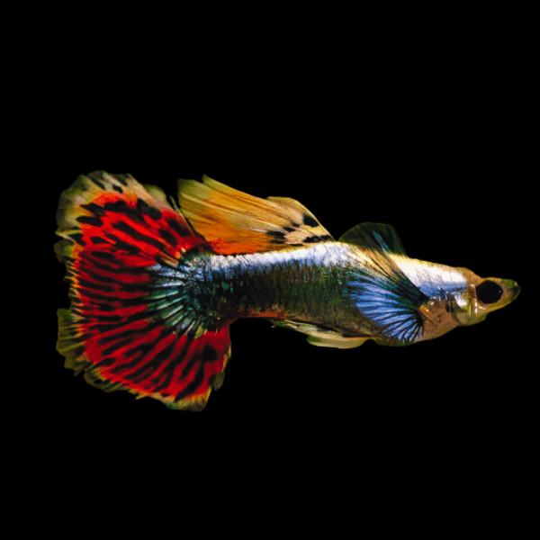 Elephant Ear Male Guppy Poecilia Reticulata 3cm - Real Aquatics