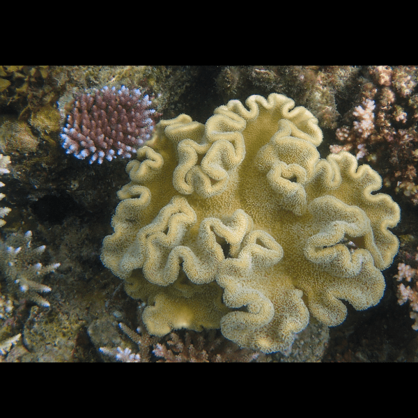 Elephant Ear Toadstool Soft Coral Sarcophyton Sp - Real Aquatics