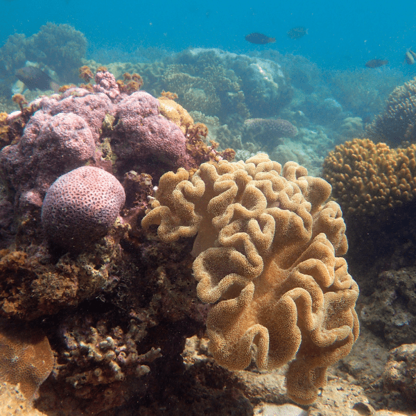 Elephant Ear Toadstool Soft Coral Sarcophyton Sp - Real Aquatics