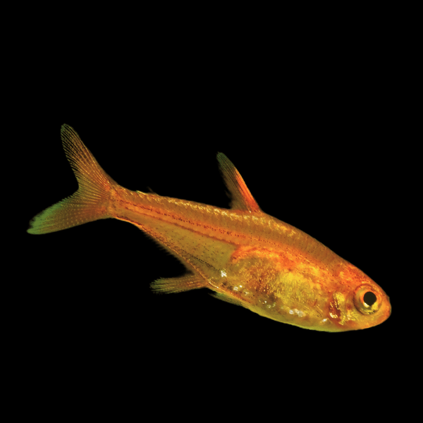 Ember Fire Tetra Hyphessobrycon Amandae 2cm - Real Aquatics