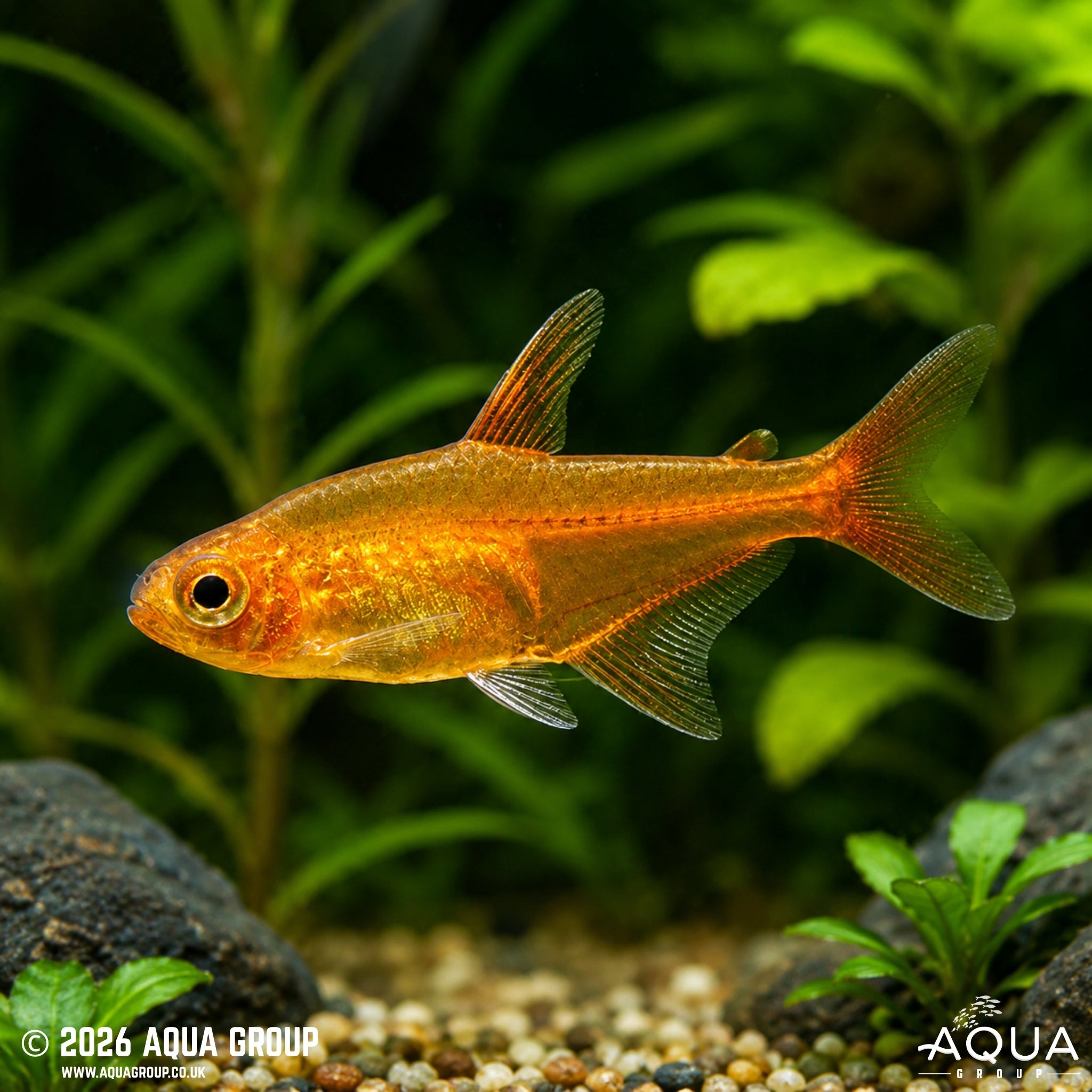 Ember Tetra (Hyphessobrycon amandae)
