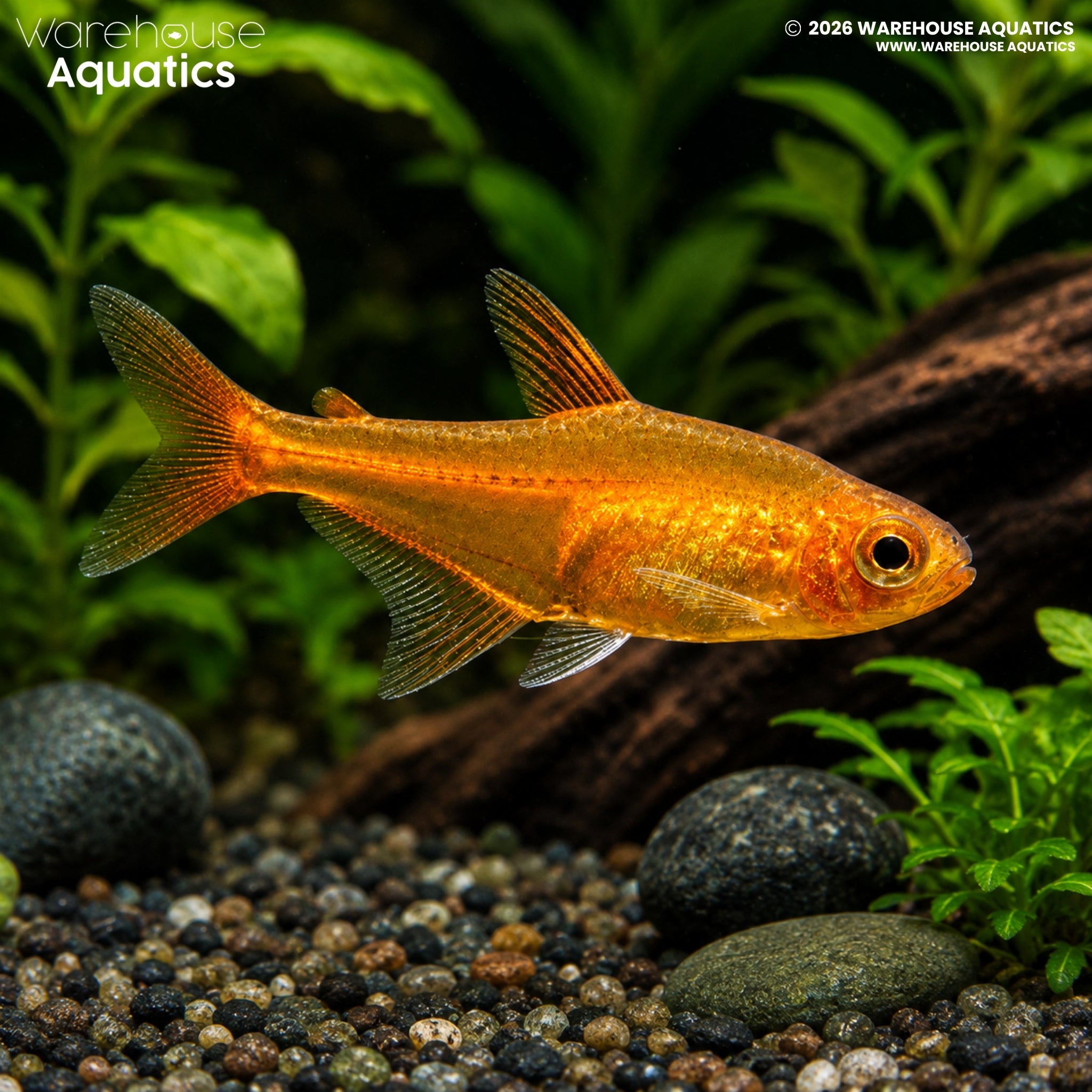 Ember Tetra (Hyphessobrycon amandae)