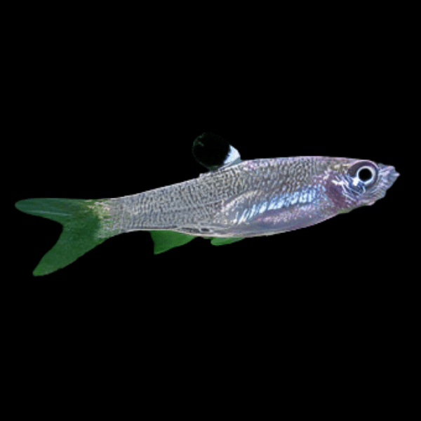 Emerald Eye Rasbora Brevibora Dorsiocellata 2cm - Real Aquatics