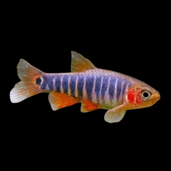 Dwarf Emerald rasbora Danio Erythromicron 2cm - Real Aquatics