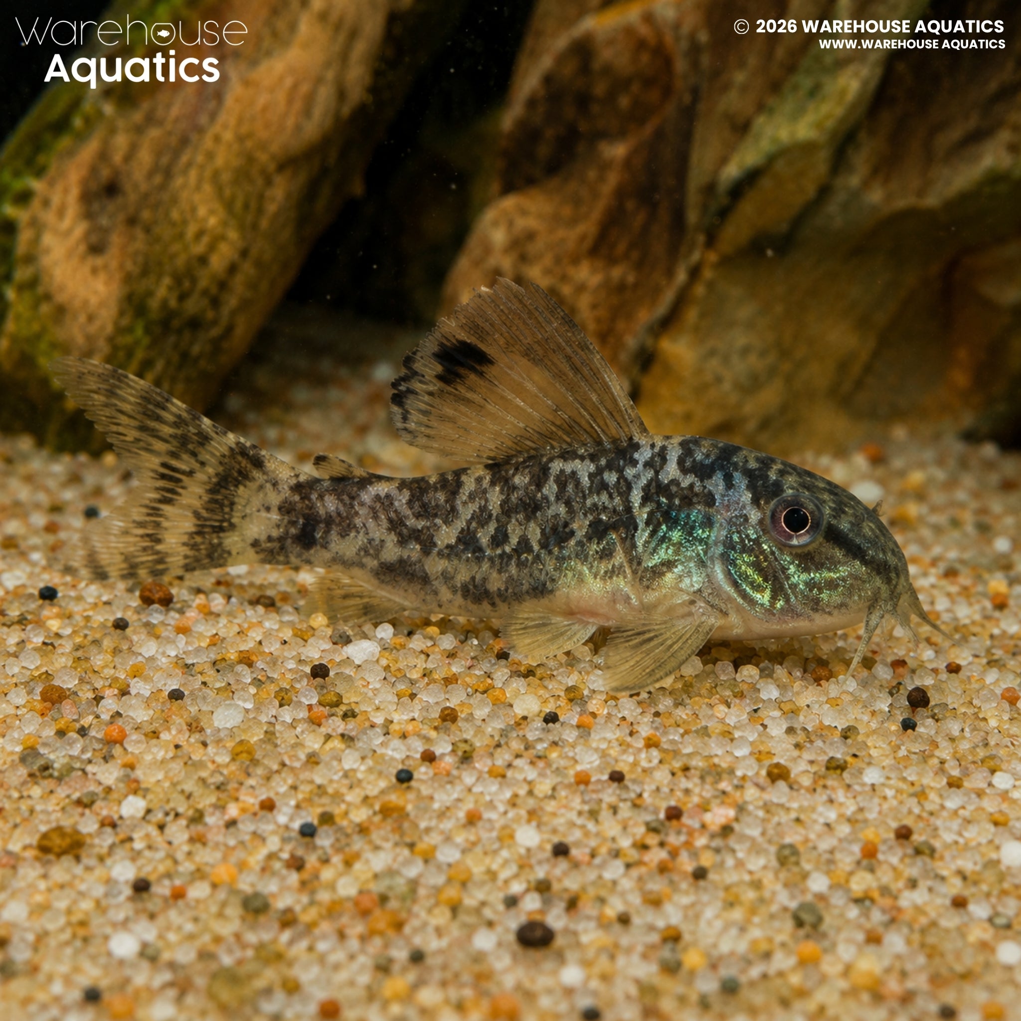 Emerald Brochis (Brochis splendens)