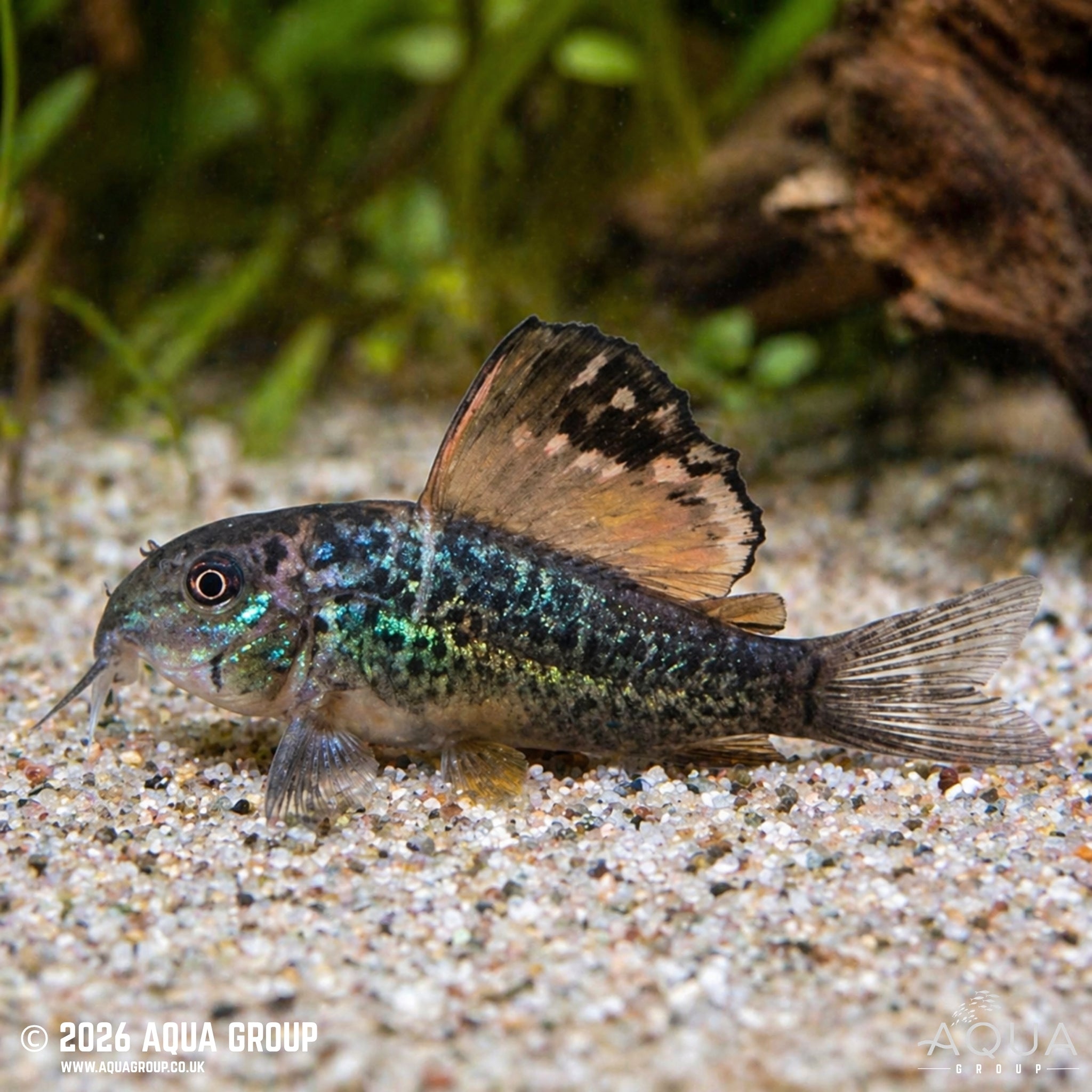 Emerald Brochis (Brochis splendens)