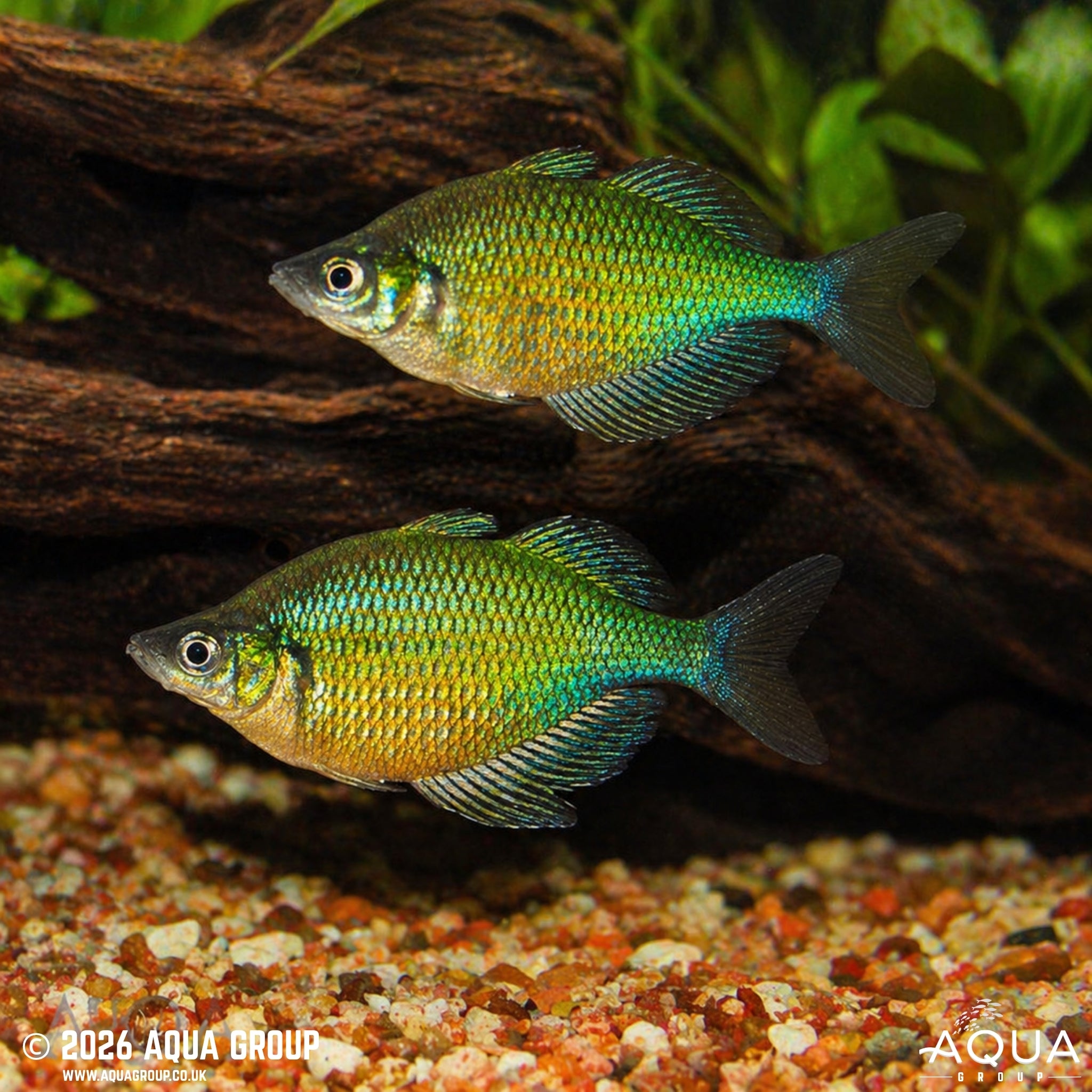 Emerald Green Rainbowfish (Glossolepis wanamensis)