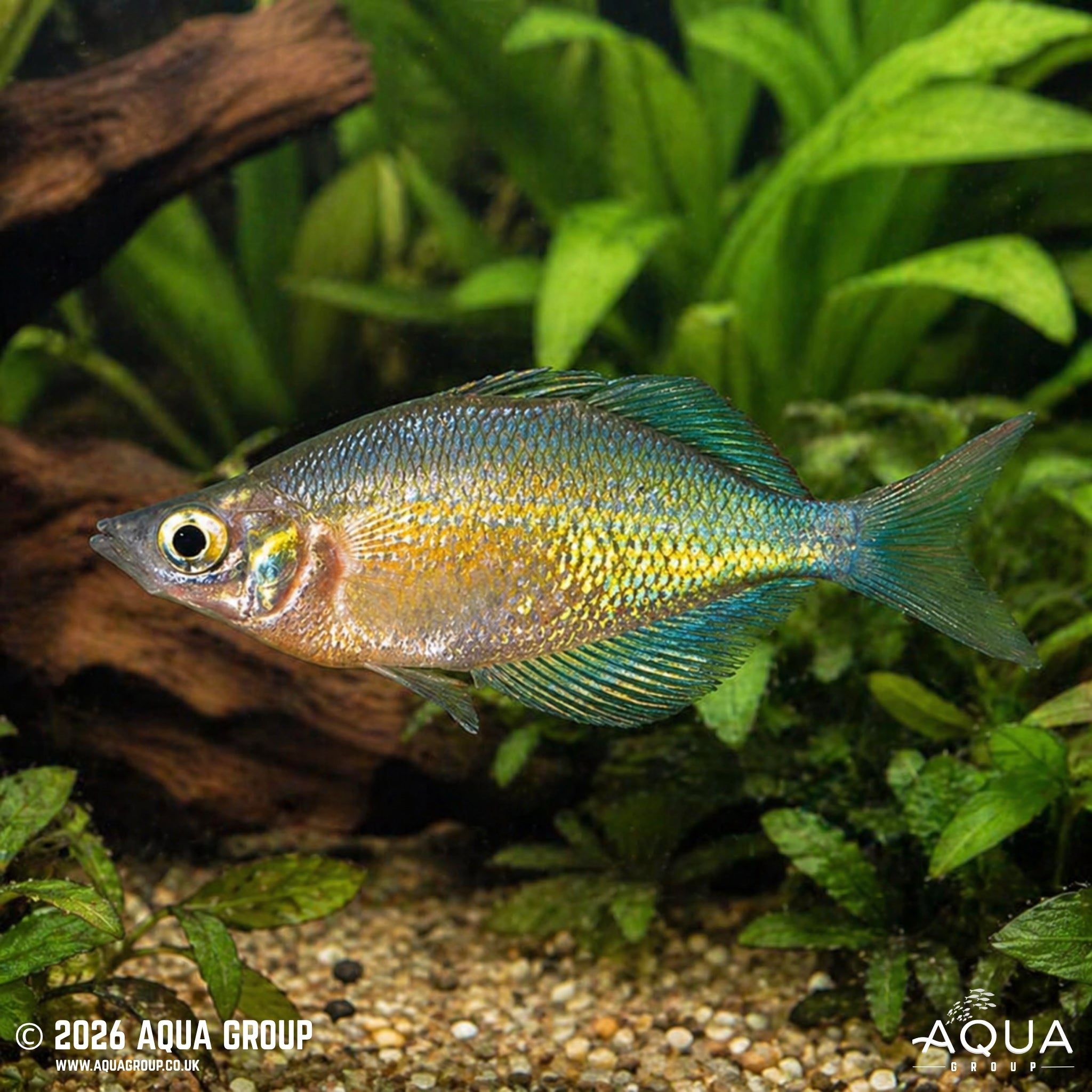 Emerald Green Rainbowfish