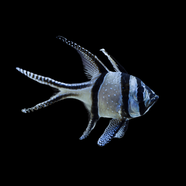 Emperor Banggai Cardinal Fish Pterapogon Kauderni - Real Aquatics