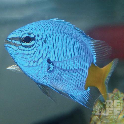 Yellow Tail Damsel (Chrysiptera parasema)