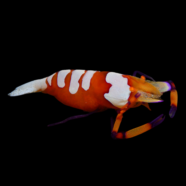 Emperor Shrimp Periclimenes Imperator - Real Aquatics