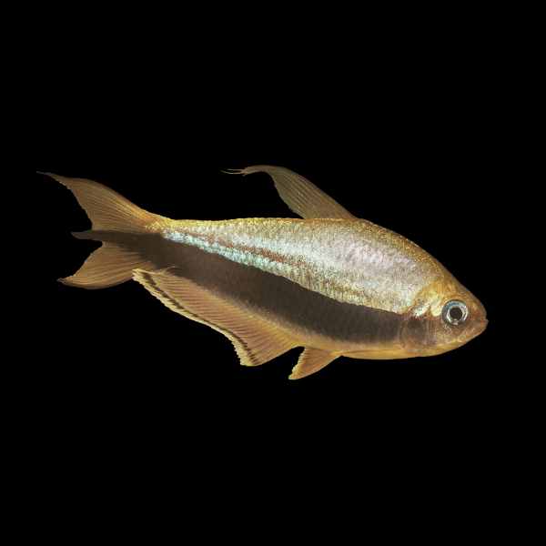 Emperor Tetra Nematobrycon Palmeri 2cm - Real Aquatics