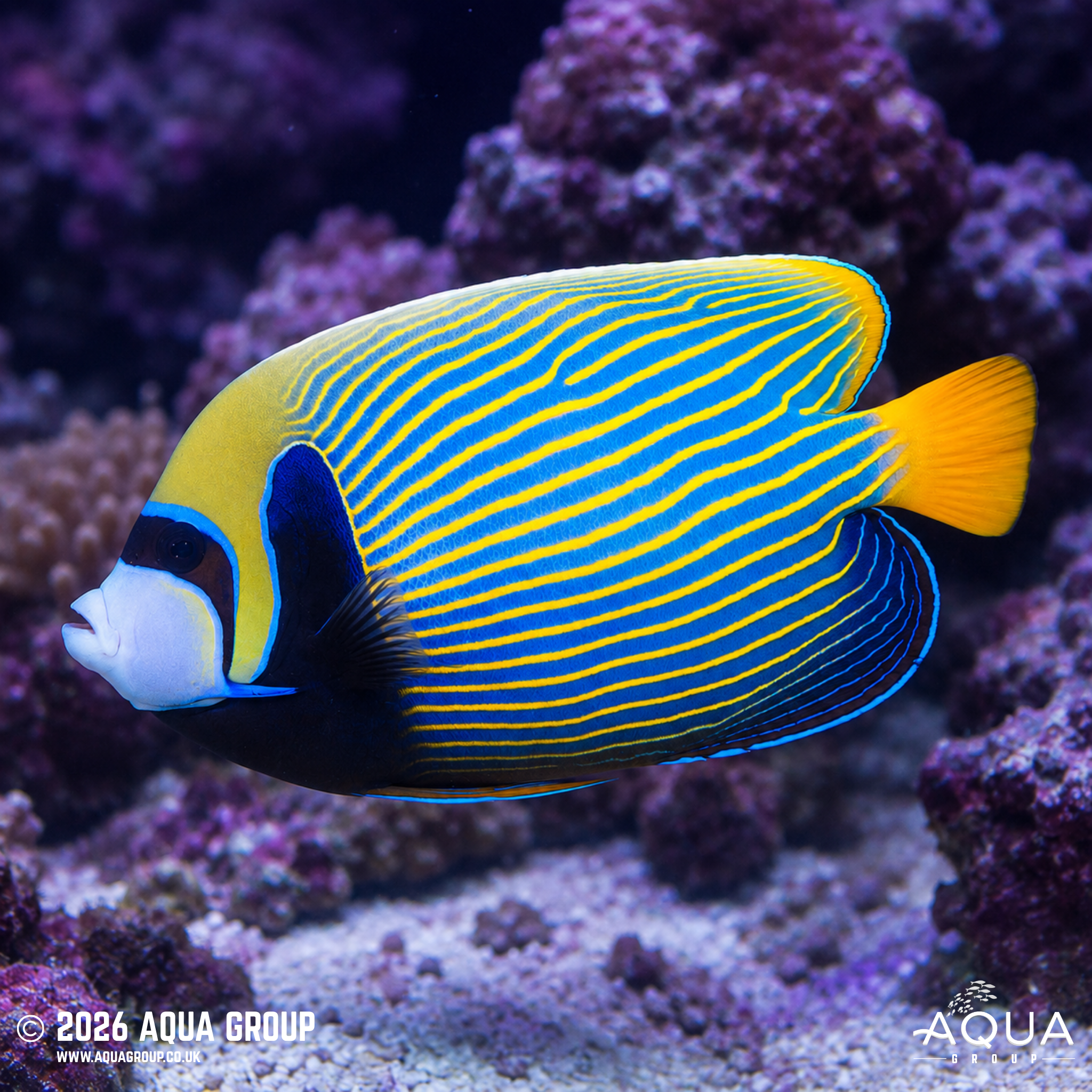 Emperor Angelfish (Adult) (Pomacanthus imperator)