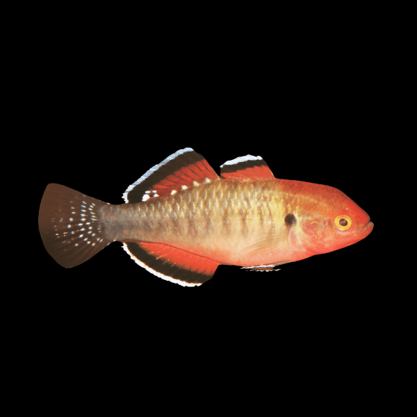 Empire Gudgeon Hypseleotris Compressa 4cm - Real Aquatics
