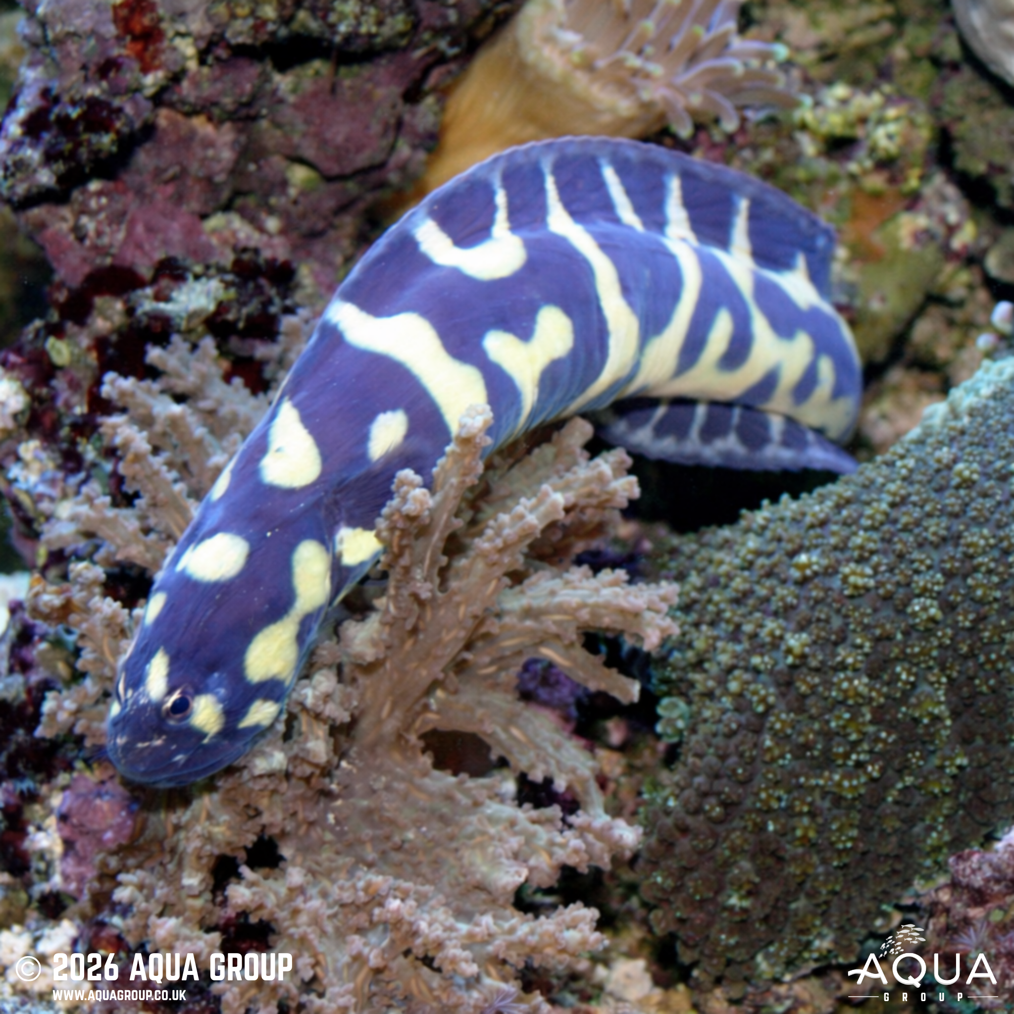 Engineer Goby (Pholidichthys leucotaenia)