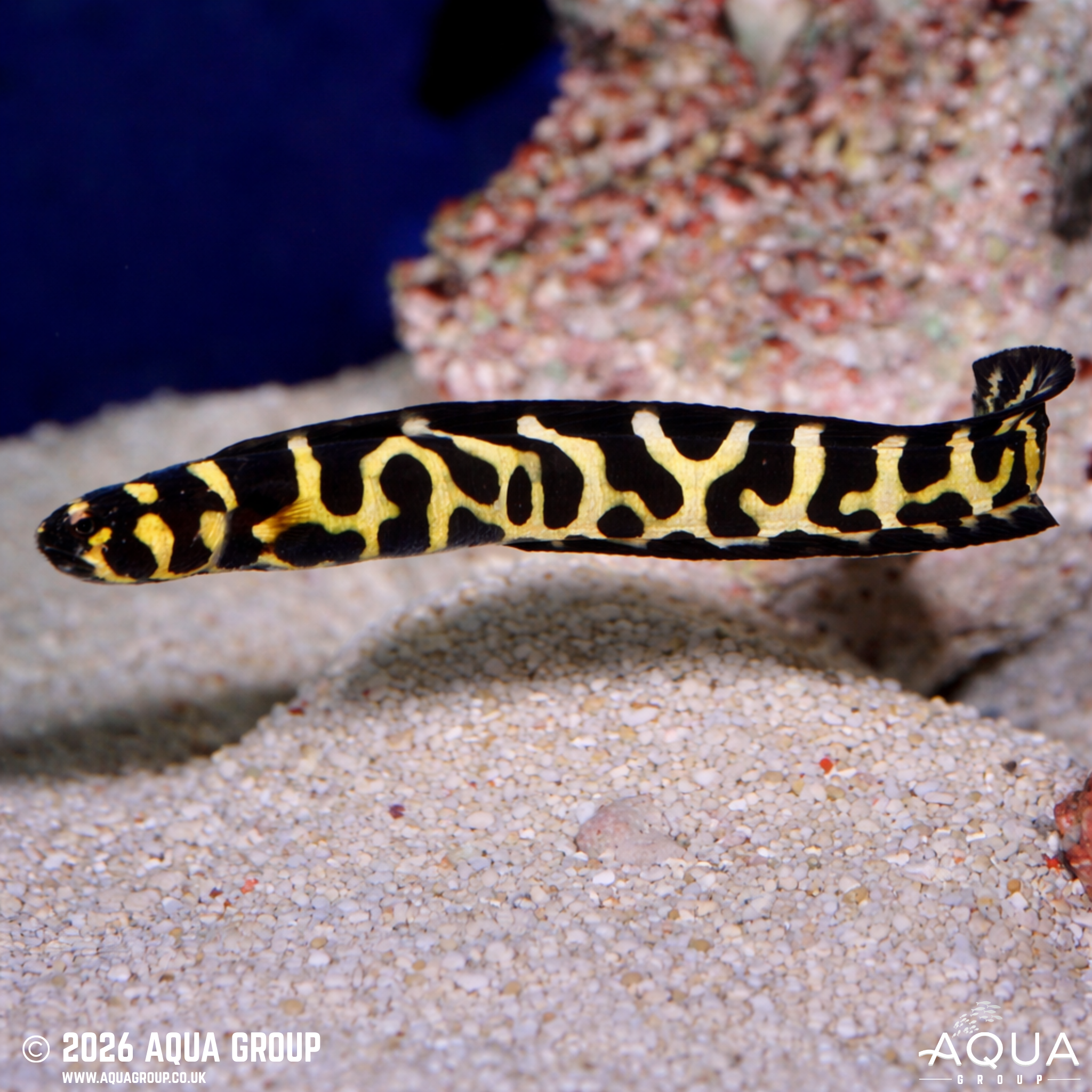 Engineer Goby (Pholidichthys leucotaenia)