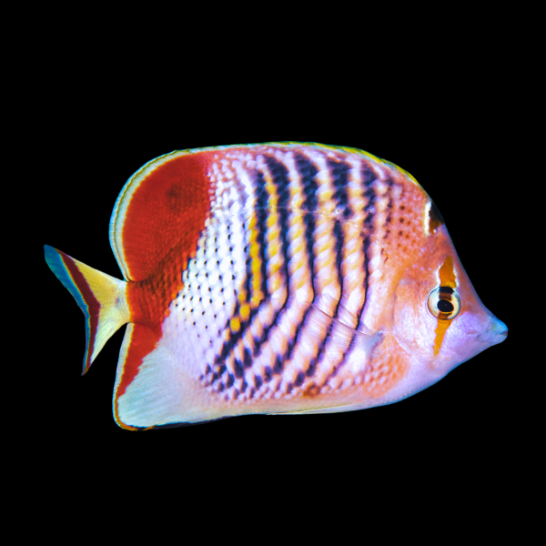 Eritrean Butterfly Fish Chaetodon Paucifasciatus - Real Aquatics