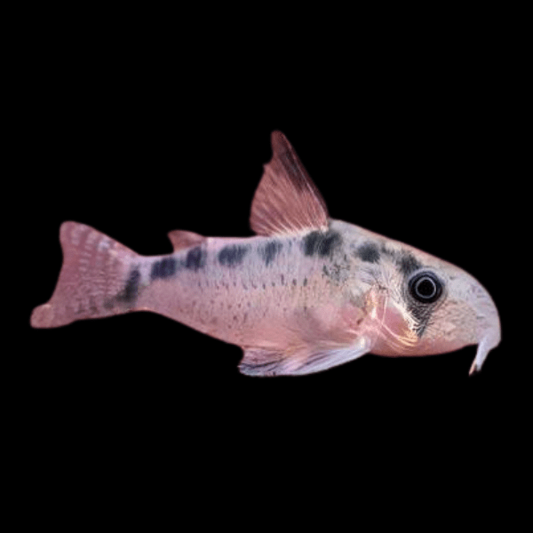 Evelyns Corydoras Evelinae 3cm Catfish - Real Aquatics