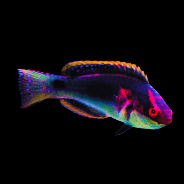 Exquisite Fairy Wrasse Cirrhilabrus Exquisitus - Real Aquatics