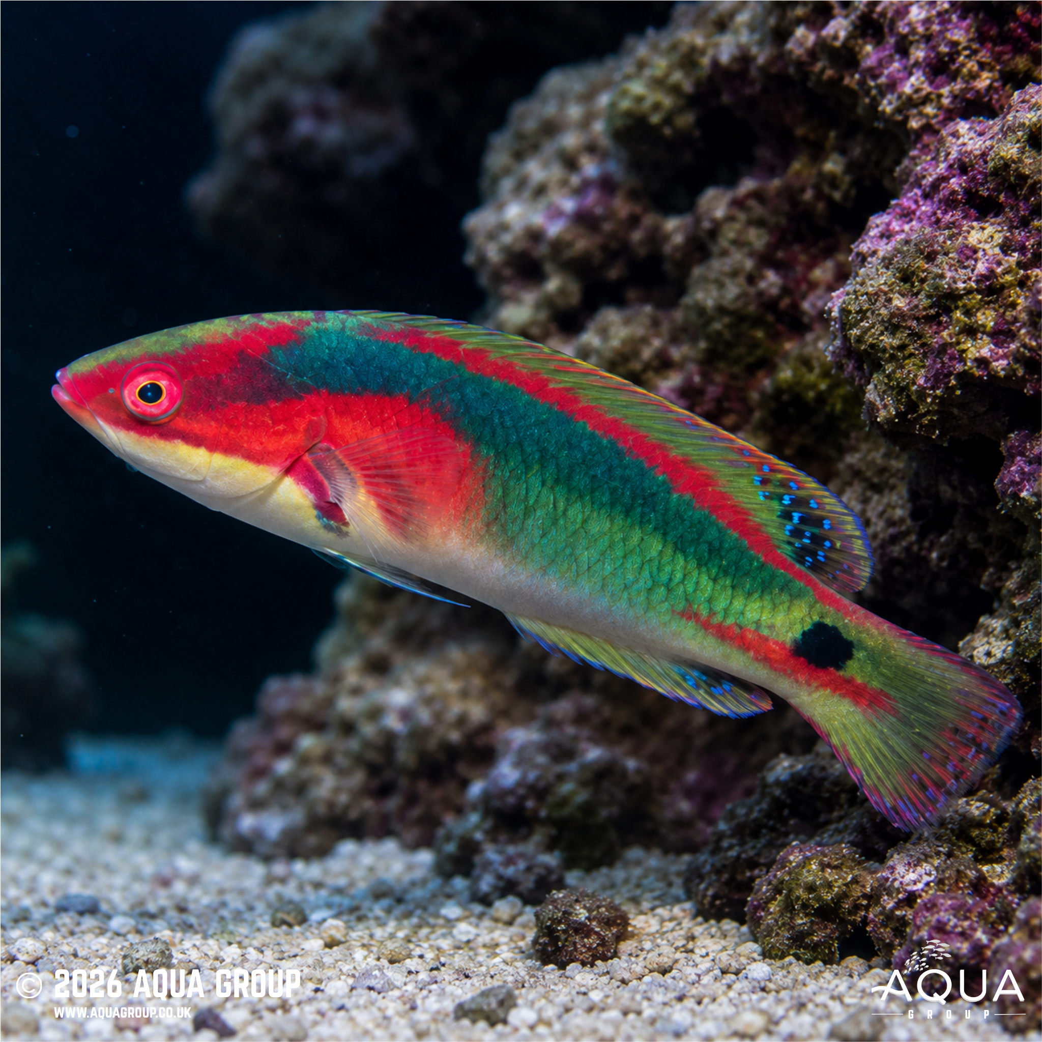 Exquisite Fairy Wrasse (Cirrhilabrus exquisitus)