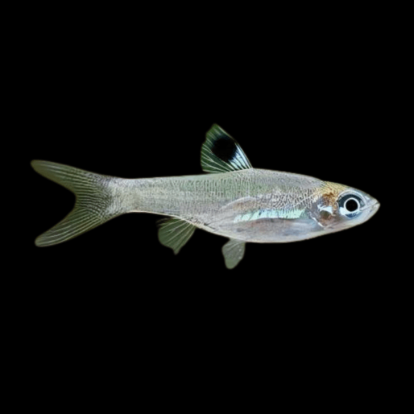 Eye Spot Rasbora Brevibora Dorsiocellata 2cm - Real Aquatics