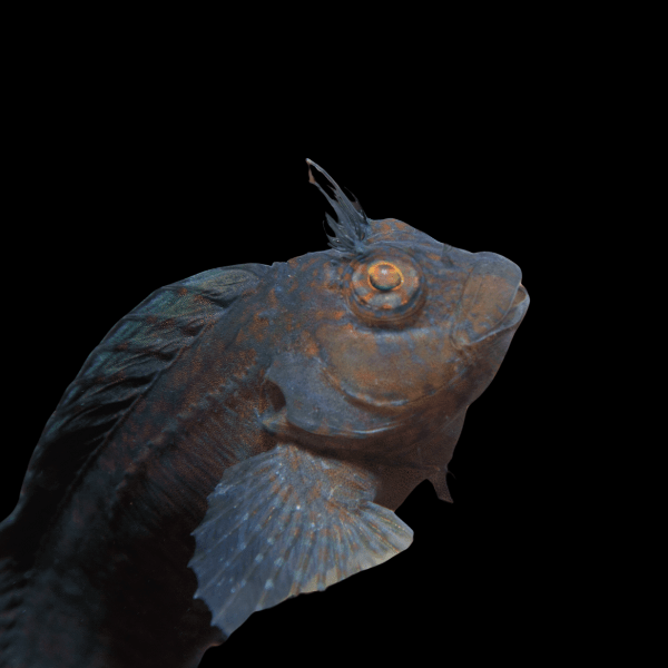 Eyelash Blenny Cirripectes Castaneus - Real Aquatics