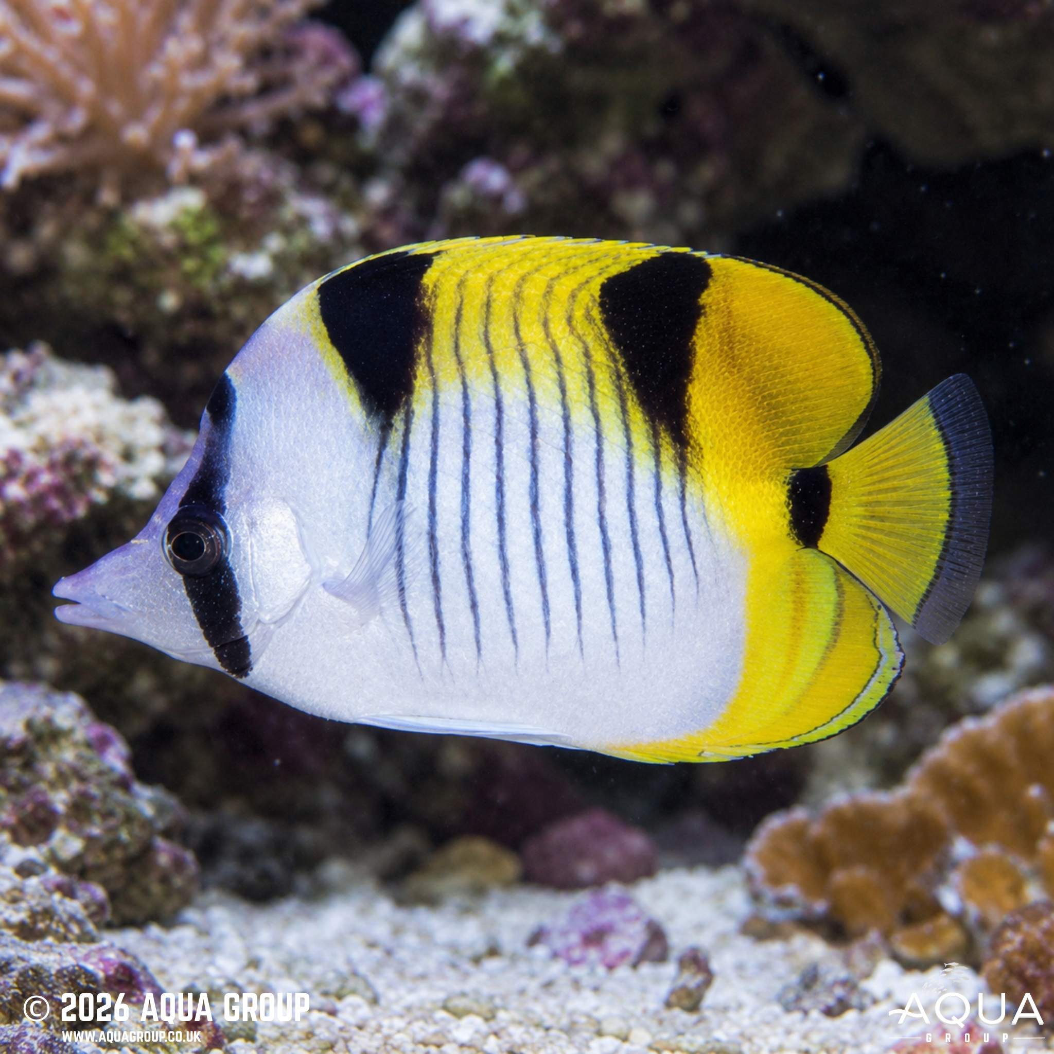 Falcula Butterflyfish (Chaetodon falcula)