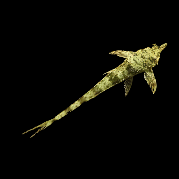 Fallax Whiptail Rineloricaria Fallax Sp 10cm - Real Aquatics