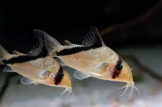 False Bandit Corydoras Melini 4cm Catfish - Real Aquatics