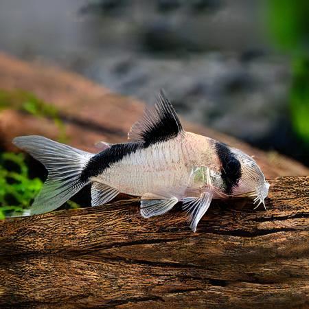 False Bandit Corydoras Melini 4cm Catfish - Real Aquatics