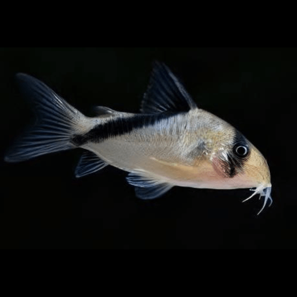False Bandit Corydoras Melini 4cm Catfish - Real Aquatics