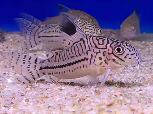False Julii Corydoras Trilinieatus 4cm Catfish - Real Aquatics